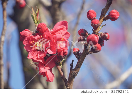 Peach blossoms Peach blossoms 83792541
