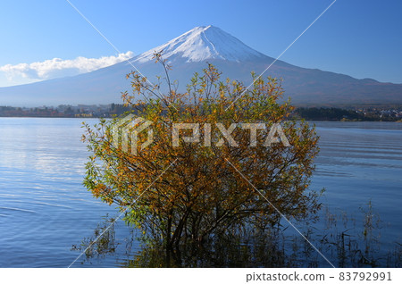 漂浮在湖面上的樹木和富士山《富士河口湖町》 83792991