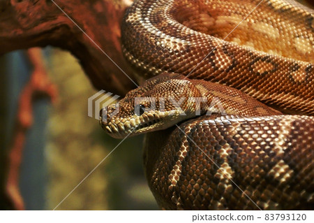 Bradley Rhombic Python (Latin. Morelia bredli) Bradley Rhombic Python (Latin. Morelia bredli) 83793120