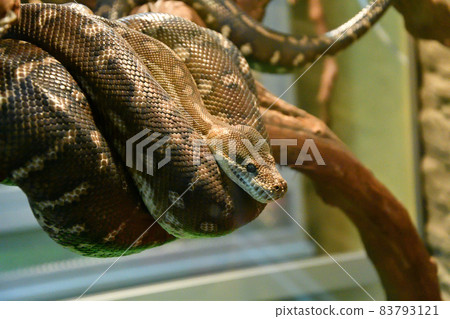 Bradley Rhombic Python (Latin. Morelia bredli) 83793121