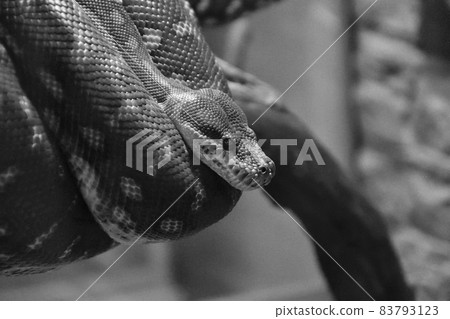 Bradley Rhombic Python (Latin. Morelia bredli) 83793123