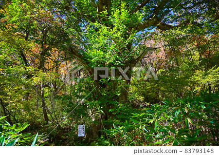 小栗樹修剪池散步道 福井縣小野市 83793148