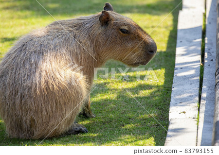 農場,水豚,水豚君,農場、カピバラ、カピバラ王、Capybara, Capybara King, 農場,水豚,水豚君,農場、カピバラ、カピバラ王、Capybara, Capybara King, 83793155