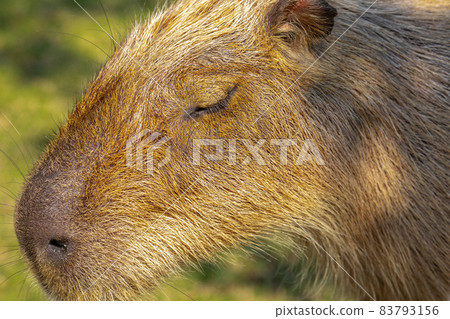 農場，水豚，水豚君，農場、カピバラ、カピバラ王、Capybara, Capybara King, 83793156