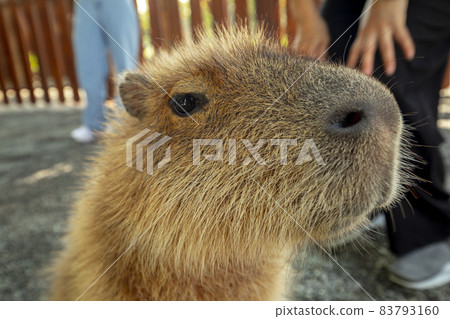 Farm, Capybara, Capybara King, Farm, Kambara, Kambara King, Capybara, Capybara King, 83793160