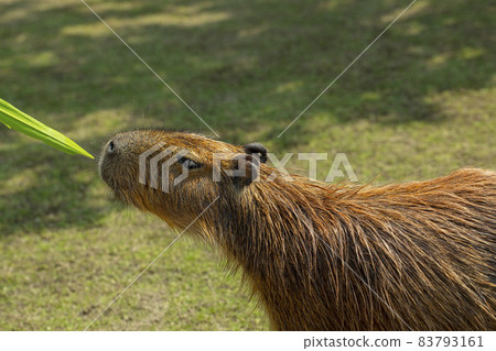 Farm, Capybara, Capybara King, Farm, Kambara, Kambara King, Capybara, Capybara King, 83793161
