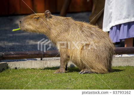 Farm, Capybara, Capybara King, Farm, Kambara, Kambara King, Capybara, Capybara King, Farm, Capybara, Capybara King, Farm, Kambara, Kambara King, Capybara, Capybara King, 83793162