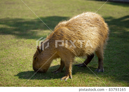農場,水豚,水豚君,農場、カピバラ、カピバラ王、Capybara, Capybara King, 農場,水豚,水豚君,農場、カピバラ、カピバラ王、Capybara, Capybara King, 83793165
