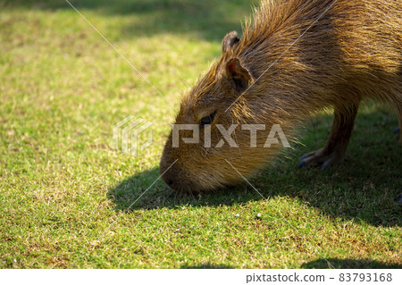 農場,水豚,水豚君,農場、カピバラ、カピバラ王、Capybara, Capybara King, 農場,水豚,水豚君,農場、カピバラ、カピバラ王、Capybara, Capybara King, 83793168