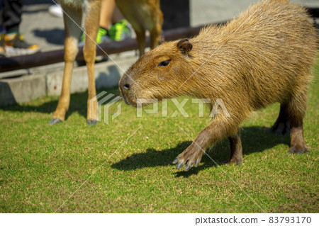 農場,水豚,水豚君,農場、カピバラ、カピバラ王、Capybara, Capybara King, 農場,水豚,水豚君,農場、カピバラ、カピバラ王、Capybara, Capybara King, 83793170