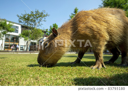 Farm, Capybara, Capybara King, Farm, Kambara, Kambara King, Capybara, Capybara King, 83793180