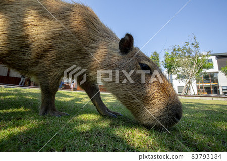 Farm, Capybara, Capybara King, Farm, Kambara, Kambara King, Capybara, Capybara King, 83793184