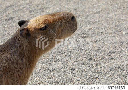 Farm, Capybara, Capybara King, Farm, Kambara, Kambara King, Capybara, Capybara King, 83793185