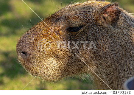 Farm, Capybara, Capybara King, Farm, Kambara, Kambara King, Capybara, Capybara King, 83793188