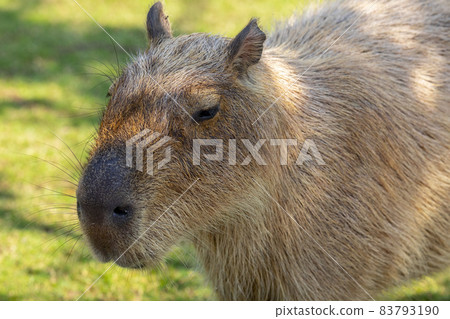 Farm, Capybara, Capybara King, Farm, Kambara, Kambara King, Capybara, Capybara King, 83793190