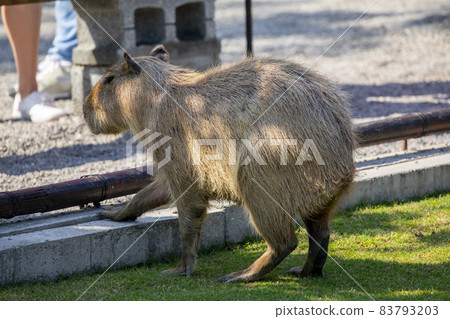 Farm, Capybara, Capybara King, Farm, Kambara, Kambara King, Capybara, Capybara King, 83793203
