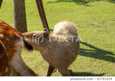 Farm, Capybara, Capybara King, Farm, Kambara, Kambara King, Capybara, Capybara King, 83793204
