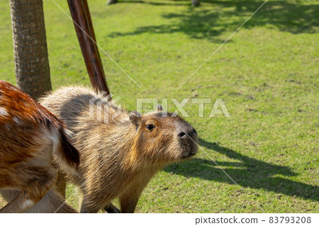 農場,水豚,水豚君,農場、カピバラ、カピバラ王、Capybara, Capybara King, 農場,水豚,水豚君,農場、カピバラ、カピバラ王、Capybara, Capybara King, 83793208