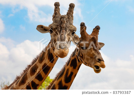 Portrait of a couple of giraffes on blue sky background 83793387
