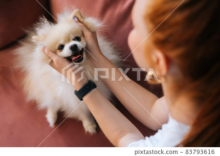 Close-up view from back to cute white pretty spitz pet dog, unrecognizable young woman stroking head loving doggy at home. 83793616