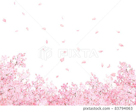 Beautiful and gorgeous cherry blossoms in full bloom and petals scattered in spring white background frame vector material illustration 83794063