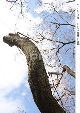 Trees that grow high in the sky in winter Trees that grow high in the sky in winter 83794423