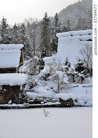 一隻孤獨的鳥在雪山村散步 一隻孤獨的鳥在雪山村散步 83794477