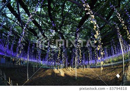 illumination 83794818