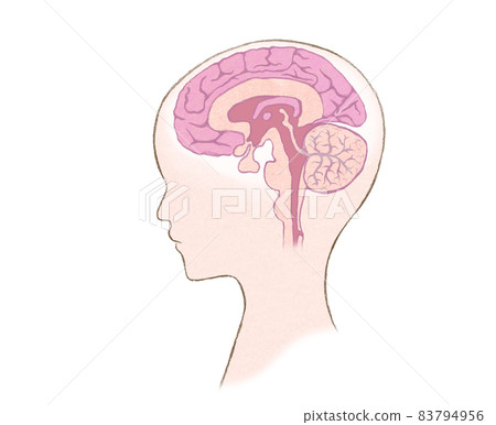 Cross section of human head and brain without letters 83794956