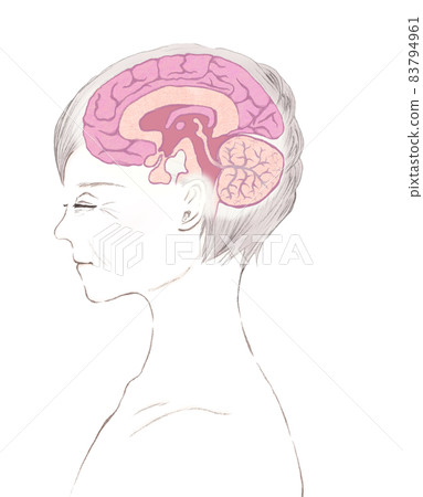 老年婦女和大腦的橫截面圖 83794961