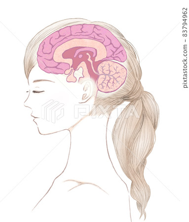 年輕女性和大腦的橫截面圖 83794962