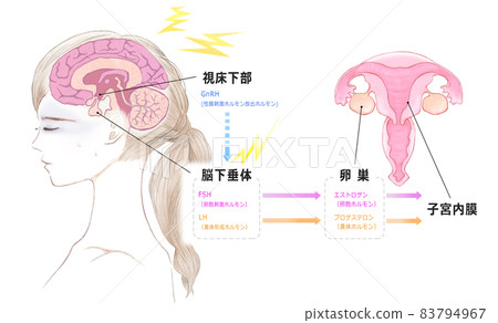 Amenorrhea due to stress: Mechanism of brain, uterus and hormones of young women 83794967