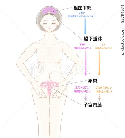 Flow of female hormones Menopause 83794974