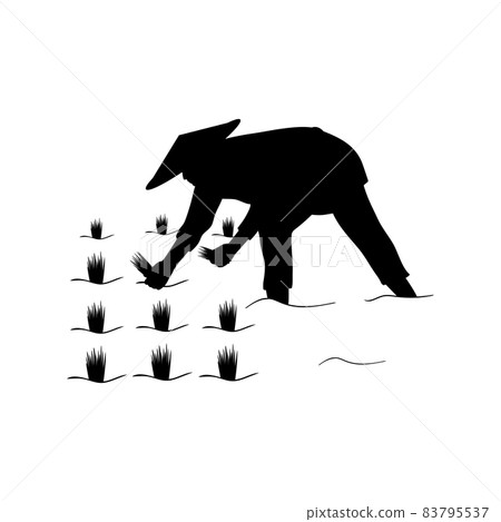Silhouette asian farmer working in rice planting. 83795537