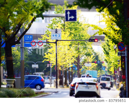 Ginkgo trees in Osaka Midosuji 83795651
