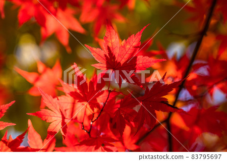 秋葉/秋天圖像 83795697