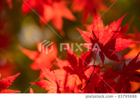 秋葉/秋天圖像 83795698