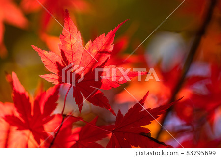 秋葉/秋天圖像 83795699