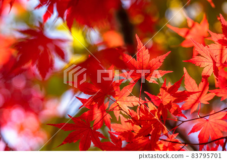 秋葉/秋天圖像 83795701