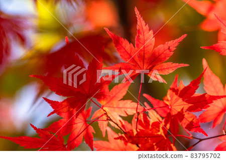 秋葉/秋天圖像 秋葉/秋天圖像 83795702