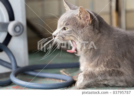 Cats losing erection 83795787