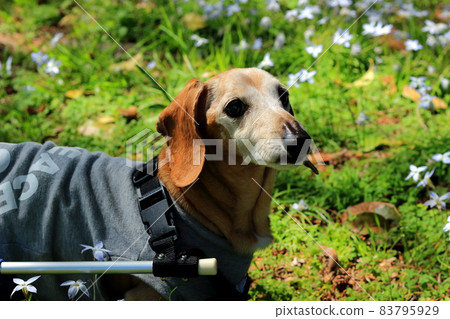 Pet miniature dachshund walker training 83795929
