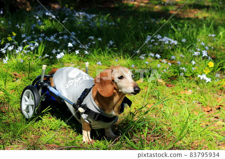 Pet miniature dachshund walker training 83795934