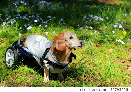 Pet miniature dachshund walker training 83795936