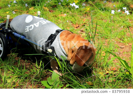 Pet miniature dachshund walker training 83795938