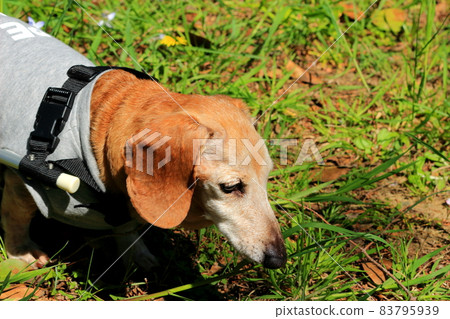 Pet miniature dachshund walker training 83795939