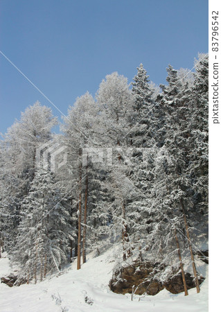 Winter mountain forest in snow Winter mountain forest in snow 83796542