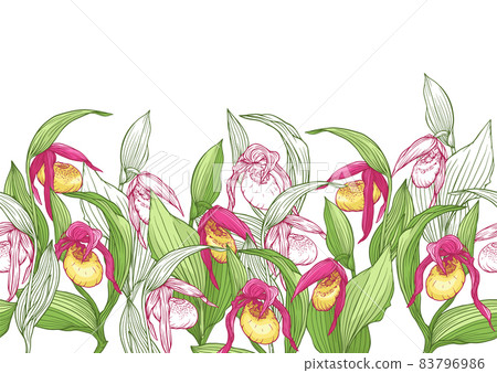 Lady's slipper orchid. Cypripedioideae.  83796986