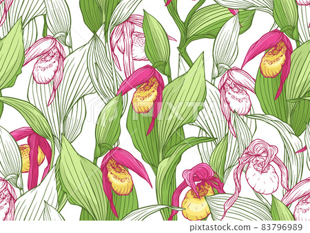 Lady's slipper orchid. Cypripedioideae.  83796989