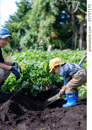甘藷田收穫 83797170